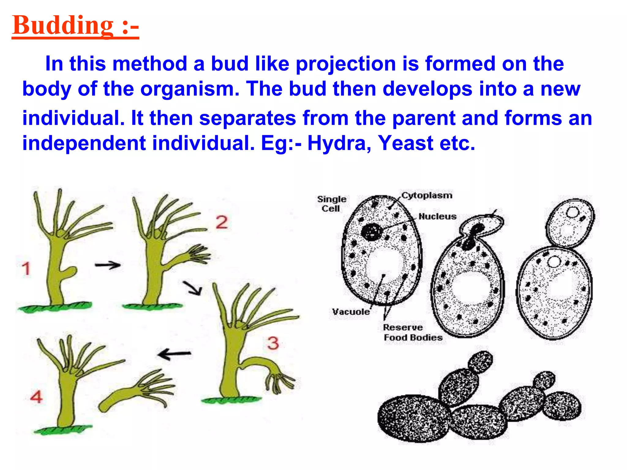 Budding :-
In this method a bud like projection is formed on the
body of the organism. The bud then develops into a new
individual. It then separates from the parent and forms an
independent individual. Eg:- Hydra, Yeast etc.
 