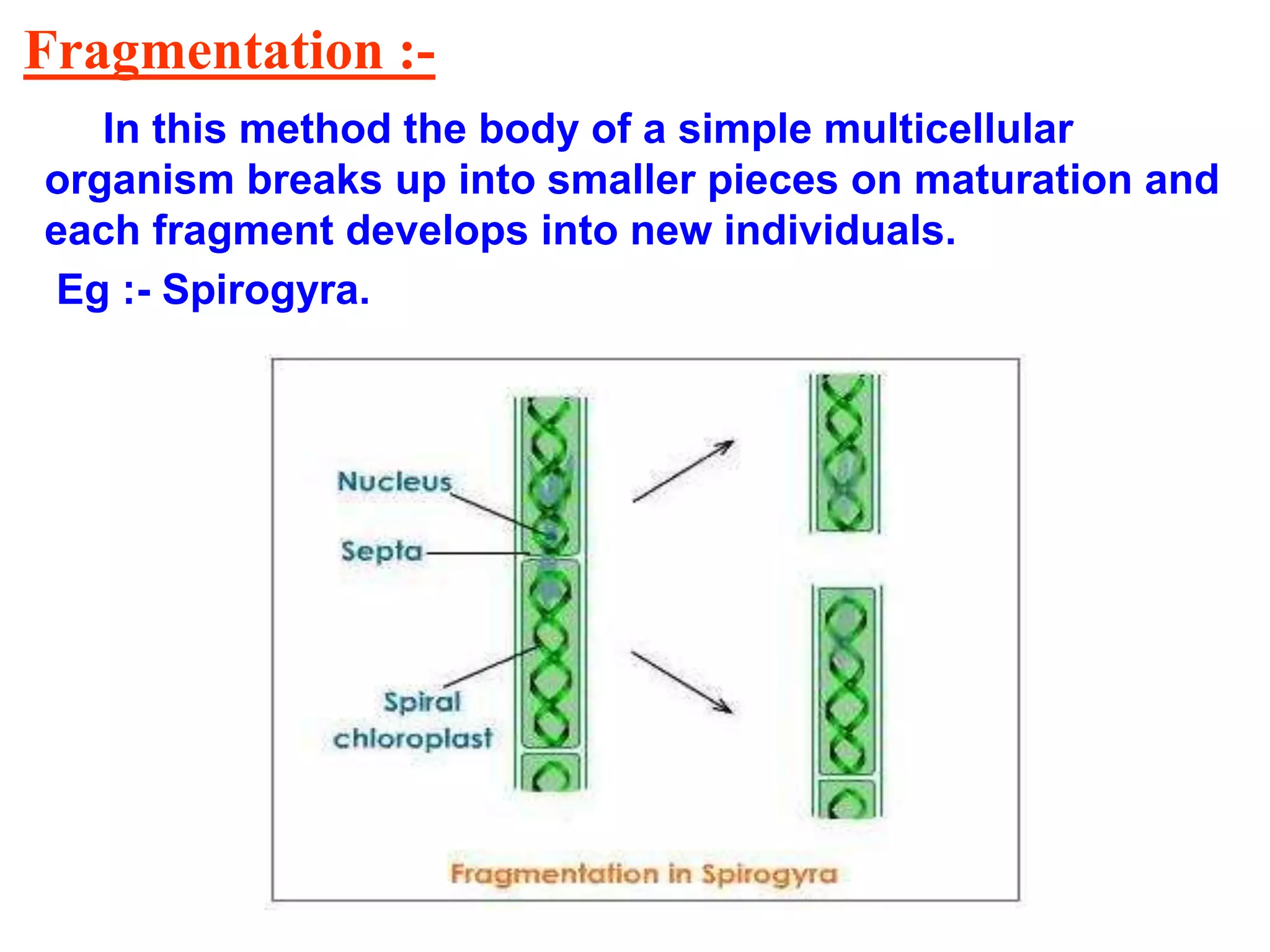 Fragmentation :-
In this method the body of a simple multicellular
organism breaks up into smaller pieces on maturation and
each fragment develops into new individuals.
Eg :- Spirogyra.
 