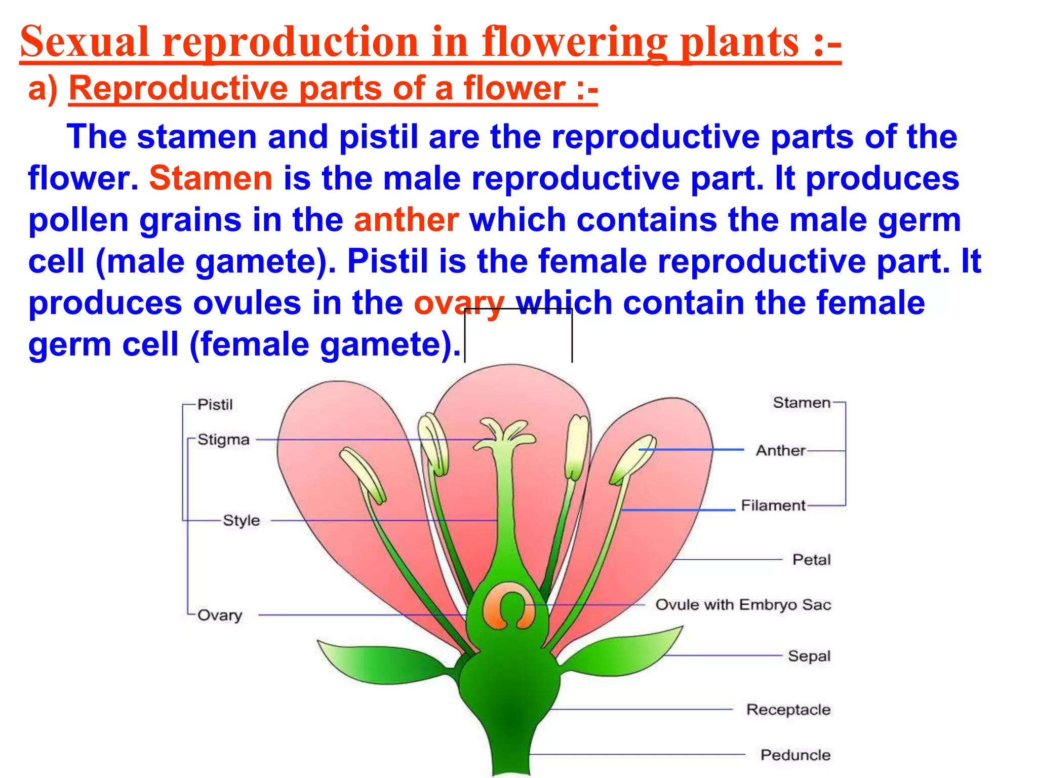 Sexual reproduction in flowering plants :-
a) Reproductive parts of a flower :-
The stamen and pistil are the reproductive parts of the
flower. Stamen is the male reproductive part. It produces
pollen grains in the anther which contains the male germ
cell (male gamete). Pistil is the female reproductive part. It
produces ovules in the ovary which contain the female
germ cell (female gamete).
 
