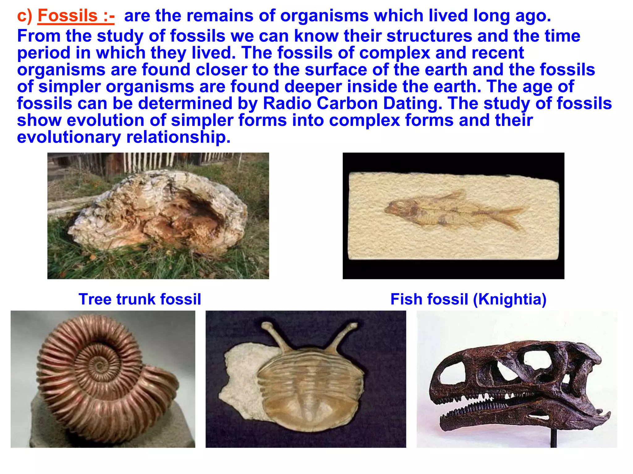 c) Fossils :- are the remains of organisms which lived long ago.
From the study of fossils we can know their structures and the time
period in which they lived. The fossils of complex and recent
organisms are found closer to the surface of the earth and the fossils
of simpler organisms are found deeper inside the earth. The age of
fossils can be determined by Radio Carbon Dating. The study of fossils
show evolution of simpler forms into complex forms and their
evolutionary relationship.
Tree trunk fossil Fish fossil (Knightia)
 