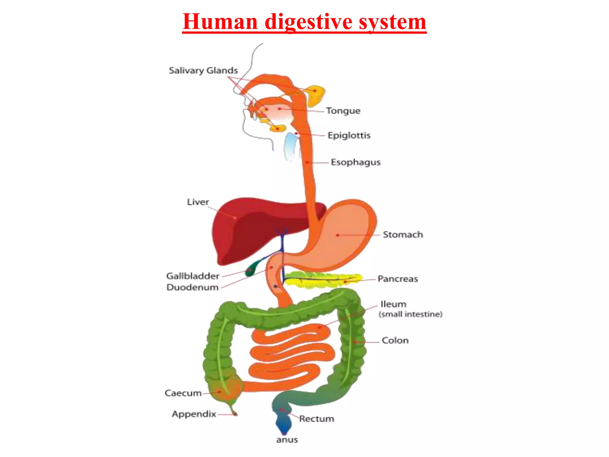 Human digestive system
 