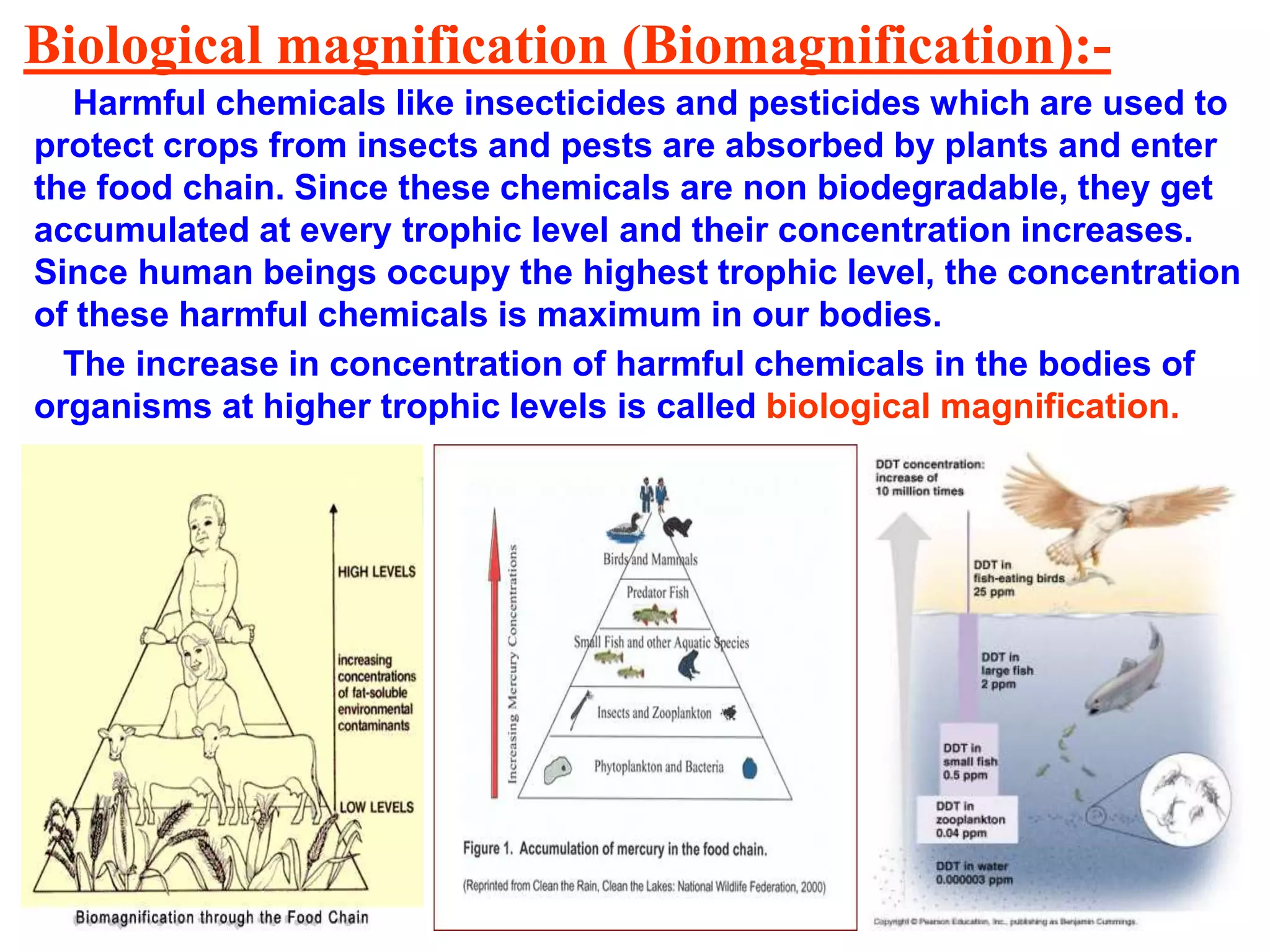 Biological magnification (Biomagnification):-
Harmful chemicals like insecticides and pesticides which are used to
protect crops from insects and pests are absorbed by plants and enter
the food chain. Since these chemicals are non biodegradable, they get
accumulated at every trophic level and their concentration increases.
Since human beings occupy the highest trophic level, the concentration
of these harmful chemicals is maximum in our bodies.
The increase in concentration of harmful chemicals in the bodies of
organisms at higher trophic levels is called biological magnification.
 