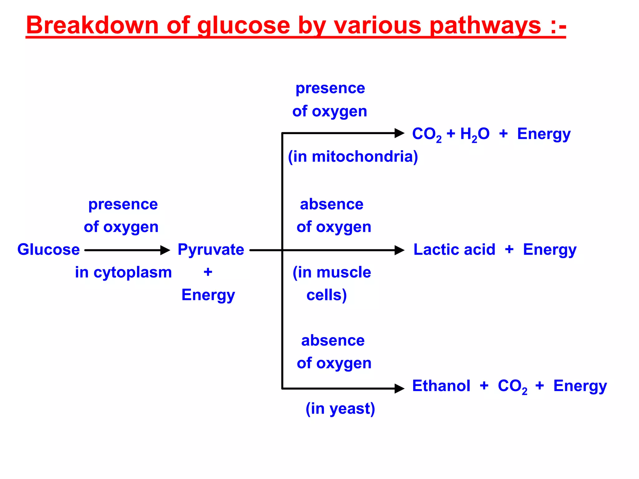 Breakdown of glucose by various pathways :-
presence
of oxygen
CO2 + H2O + Energy
(in mitochondria)
presence absence
of oxygen of oxygen
Glucose Pyruvate Lactic acid + Energy
in cytoplasm + (in muscle
Energy cells)
absence
of oxygen
Ethanol + CO2 + Energy
(in yeast)
 