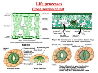 Life processes
Cross section of leaf
 
