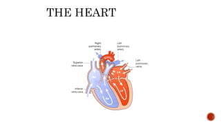 IMPORTANT DIAGRAMS IN NURSING........pptx