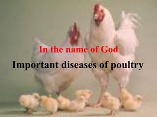 In the name of God
Important diseases of poultry
 