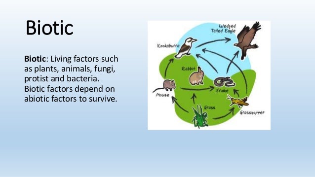 what are the two important relationships in an ecosystem