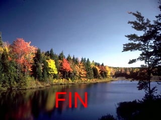 FIN 