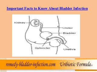 Important Facts to Know About Bladder Infection
 