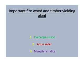 Important fire wood and timber yielding
plant
1. Dalbergia sissoo
2. Arjun sadar
3. Mangifera indica
 