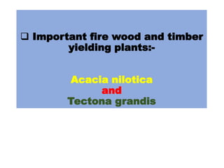  Important fire wood and timber
yielding plants:-
Acacia nilotica
and
Tectona grandis
 