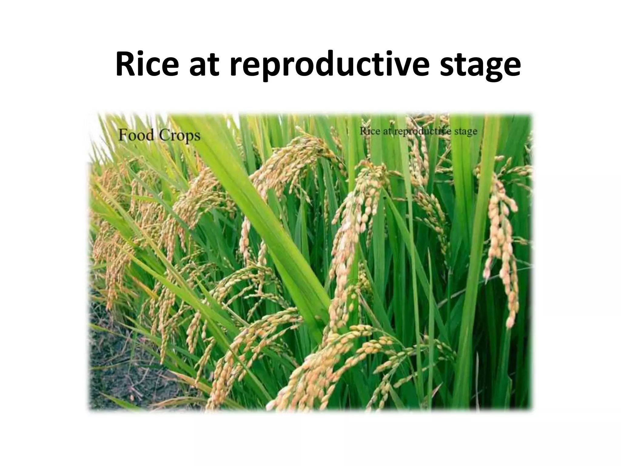 Important food crops of pakistan | PPTX