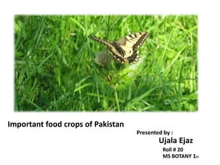 Important food crops of Pakistan
Presented by :
Ujala Ejaz
Roll # 20
MS BOTANY 1ST
 