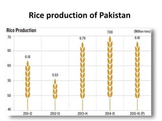 Pakistan Rice Production Important food crops of pakistan | PPTX