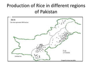 Pakistan Rice Production Important food crops of pakistan | PPTX