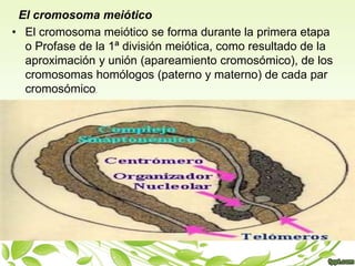 El cromosoma meiótico 
• El cromosoma meiótico se forma durante la primera etapa 
o Profase de la 1ª división meiótica, como resultado de la 
aproximación y unión (apareamiento cromosómico), de los 
cromosomas homólogos (paterno y materno) de cada par 
cromosómico. 
 