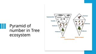 Pyramid Of Numbers Tree Comprehensive Guide to Environmental Monitoring, Water Quality, and GIS ...