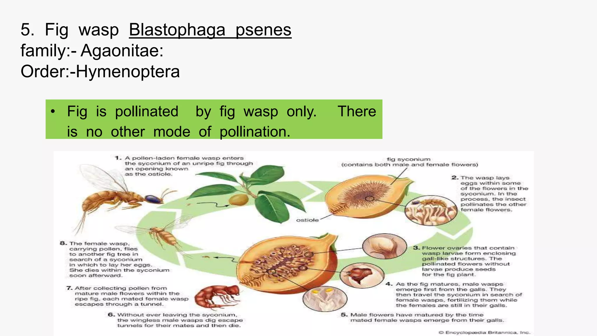 important species of pollinatiors, weed killer and scavengers. ppt.pptx