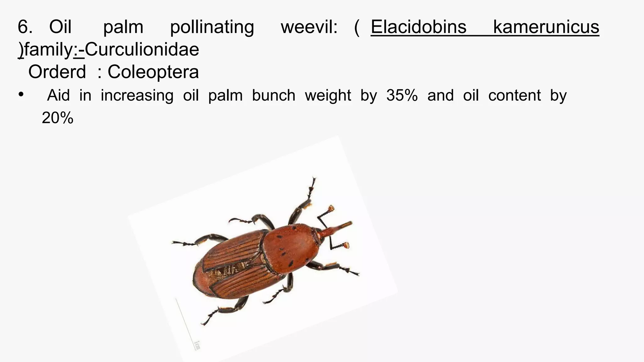 important species of pollinatiors, weed killer and scavengers. ppt.pptx