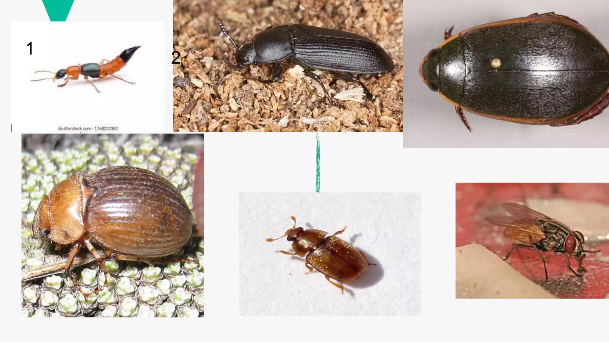 important species of pollinatiors, weed killer and scavengers. ppt.pptx