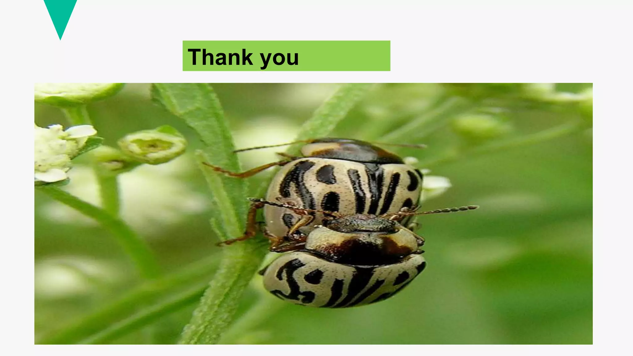 important species of pollinatiors, weed killer and scavengers. ppt.pptx