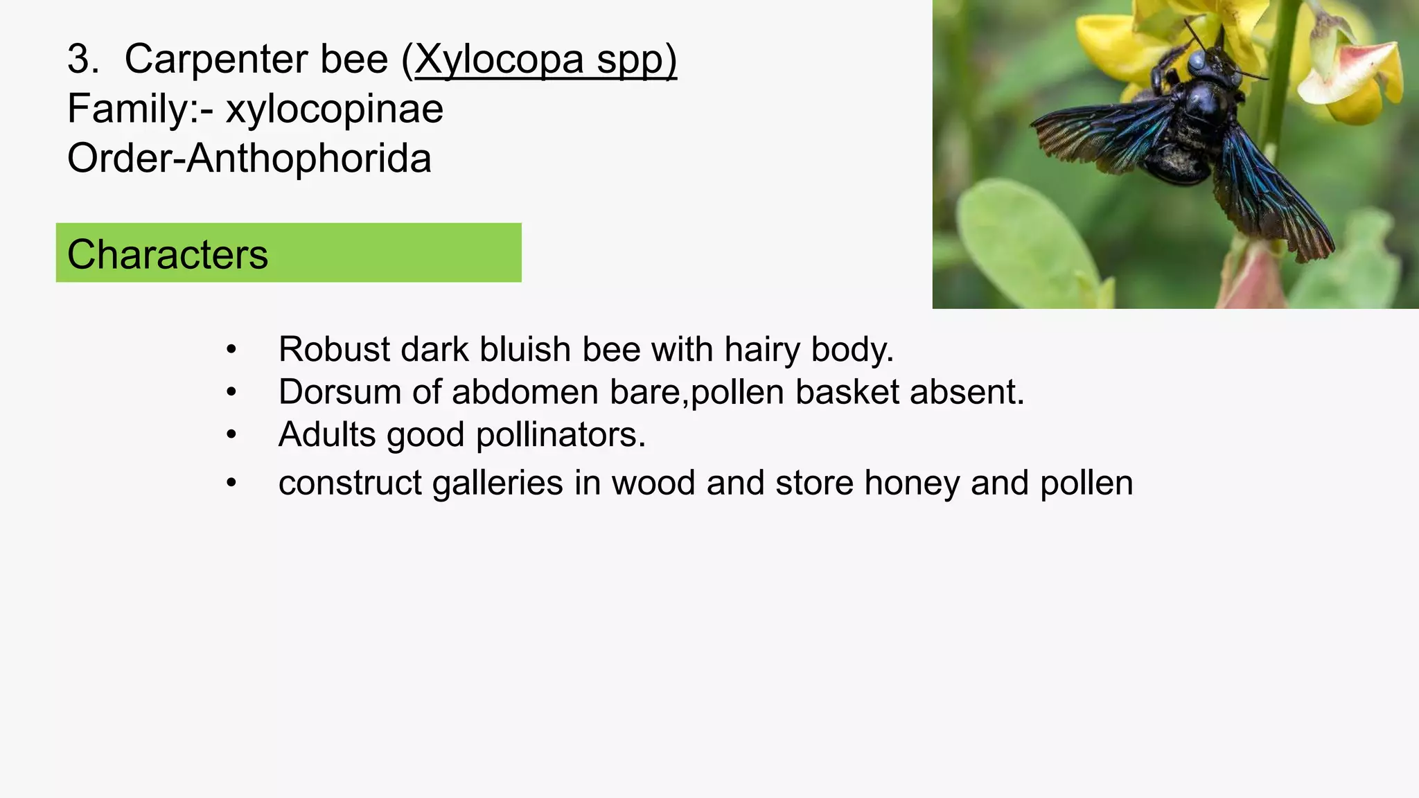 important species of pollinatiors, weed killer and scavengers. ppt.pptx