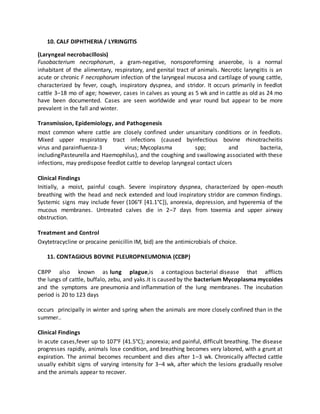 Important Winter Bacterial Disease of Ruminants | PDF