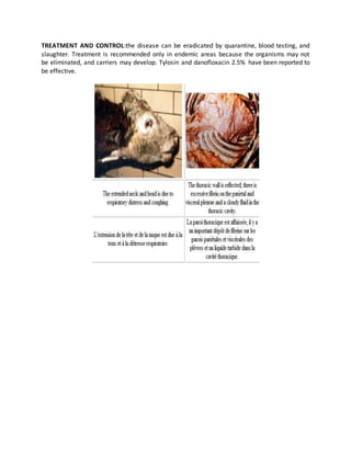 Important Winter Bacterial Disease of Ruminants | DOCX