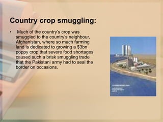 Country crop smuggling: Much of the country’s crop was smuggled to the country’s neighbour, Afghanistan, where so much farming land is dedicated to growing a $3bn poppy crop that severe food shortages caused such a brisk smuggling trade that the Pakistani army had to seal the border on occasions.  