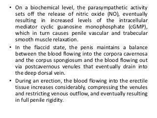 • On a biochemical level, the parasympathetic activity
sets off the release of nitric oxide (NO), eventually
resulting in increased levels of the intracellular
mediator cyclic guanosine monophosphate (cGMP),
which in turn causes penile vascular and trabecular
smooth muscle relaxation.
• In the flaccid state, the penis maintains a balance
between the blood flowing into the corpora cavernosa
and the corpus spongiosum and the blood flowing out
via postcavernous venules that eventually drain into
the deep dorsal vein.
• During an erection, the blood flowing into the erectile
tissue increases considerably, compressing the venules
and restricting venous outflow, and eventually resulting
in full penile rigidity.
 