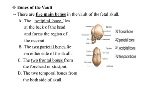  Bones of the Vault
-- There are five main bones in the vault of the fetal skull.
A. The occipital bone lies
at the back of the head
and forms the region of
the occiput.
B. The two parietal bones lie
on either side of the skull.
C. The two frontal bones from
the forehead or sinciput.
D. The two temporal bones from
the both side of skull.
 