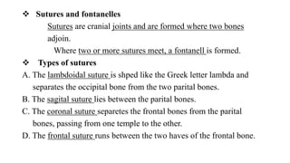  Sutures and fontanelles
Sutures are cranial joints and are formed where two bones
adjoin.
Where two or more sutures meet, a fontanell is formed.
 Types of sutures
A. The lambdoidal suture is shped like the Greek letter lambda and
separates the occipital bone from the two parital bones.
B. The sagital suture lies between the parital bones.
C. The coronal suture separetes the frontal bones from the parital
bones, passing from one temple to the other.
D. The frontal suture runs between the two haves of the frontal bone.
 