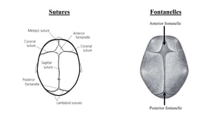 Sutures Fontanelles
Anterior fontanelle
Posterior fontanelle
 