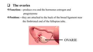  The ovaries
Function: - produce ova and the hormones estrogen and
progesterone
Position: - they are attached to the back of the broad ligament near
the fimbriated end of the fallopian tube.
OVARIE
 