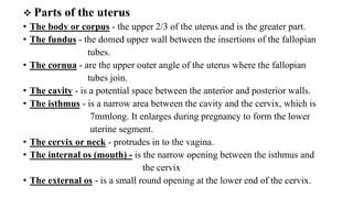  Parts of the uterus
• The body or corpus - the upper 2/3 of the uterus and is the greater part.
• The fundus - the domed upper wall between the insertions of the fallopian
tubes.
• The cornua - are the upper outer angle of the uterus where the fallopian
tubes join.
• The cavity - is a potential space between the anterior and posterior walls.
• The isthmus - is a narrow area between the cavity and the cervix, which is
7mmlong. It enlarges during pregnancy to form the lower
uterine segment.
• The cervix or neck - protrudes in to the vagina.
• The internal os (mouth) - is the narrow opening between the isthmus and
the cervix
• The external os - is a small round opening at the lower end of the cervix.
 