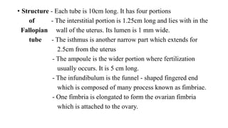 • Structure - Each tube is 10cm long. It has four portions
of - The interstitial portion is 1.25cm long and lies with in the
Fallopian wall of the uterus. Its lumen is 1 mm wide.
tube - The isthmus is another narrow part which extends for
2.5cm from the uterus
- The ampoule is the wider portion where fertilization
usually occurs. It is 5 cm long.
- The infundibulum is the funnel - shaped fingered end
which is composed of many process known as fimbriae.
- One fimbria is elongated to form the ovarian fimbria
which is attached to the ovary.
 