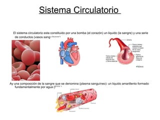 Sistema Circulatorio  El sistema circulatorio esta constituido por una bomba (el  corazón ) un liquido (la sangre) y una serie de conductos (vasos  sanguíneos ) Ay una  composición  de la sangre  que  se denomina (plasma  sanguíneo ): un liquido amarillento formado fundamentalmente por agua (91%)  