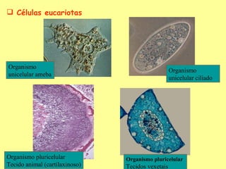  éܱs eucariotas




Organismo
                                                   Organismo
unicelular ameba
                                                   unicelular ciliado




Organismo pluricelular          Organismo pluricelular
Tecido animal (cartilaxinoso)   Tecidos vexetais
 