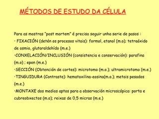 MÉTODOS DE ESTUDO DA CÉLULA


Para as mostras “post mortem” é preciso seguir unha serie de pasos :

    FIXACIÓN (detén os procesos vitais): formol, etanol (m.o); tetraóxido
de osmio, glutaraldehído (m.e.)
CONXELACIÓN/INCLUSIÓN (consistencia e conservación): parafina




(m.o) ; epon (m.e.)
SECCIÓN (Obtención de cortes): microtomo (m.o.); ultramicrotomo (m.e.)




TINGUIDURA (Contraste): hematoxilina-eosina(m.o.); metais pesados




(m.e.)
MONTAXE dos medios aptos para a observación microscópica: porta e




cubreobxectos (m.o); reixas de 0,5 micras (m.e.)
 
