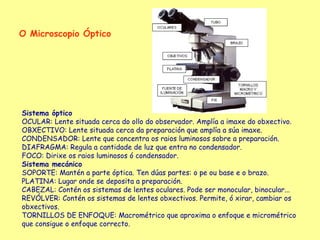 O Microscopio Óptico




Sistema óptico
OCULAR: Lente situada cerca do ollo do observador. Amplía a imaxe do obxectivo.
OBXECTIVO: Lente situada cerca da preparación que amplía a súa imaxe.
CONDENSADOR: Lente que concentra os raios luminosos sobre a preparación.
DIAFRAGMA: Regula a cantidade de luz que entra no condensador.
FOCO: Dirixe os raios luminosos ó condensador.
Sistema mecánico
SOPORTE: Mantén a parte óptica. Ten dúas partes: o pe ou base e o brazo.
PLATINA: Lugar onde se deposita a preparación.
CABEZAL: Contén os sistemas de lentes oculares. Pode ser monocular, binocular...
REVÓLVER: Contén os sistemas de lentes obxectivos. Permite, ó xirar, cambiar os
obxectivos.
TORNILLOS DE ENFOQUE: Macrométrico que aproxima o enfoque e micrométrico
que consigue o enfoque correcto.
 