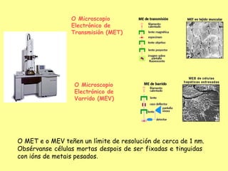 O Microscopio
                 Electrónico de
                 Transmisión (MET)

                 




                  O Microscopio
                  Electrónico de
                  Varrido (MEV)




O MET e o MEV teñen un límite de resolución de cerca de 1 nm.
Obsérvanse células mortas despois de ser fixadas e tinguidas
con ións de metais pesados.

 