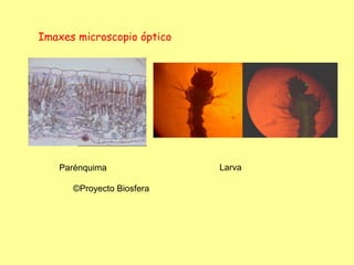 Imaxes microscopio óptico




   Parénquima               Larva

      ©Proyecto Biosfera
 