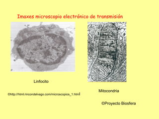 Imaxes microscopio electrónico de transmisión




                  Linfocito

                                                      Mitocondria
©http://html.rincondelvago.com/microscopios_1.htm l


                                                       ©Proyecto Biosfera
 