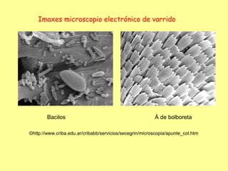 Imaxes microscopio electrónico de varrido




        Bacilos                                          Á de bolboreta

©http://www.criba.edu.ar/cribabb/servicios/secegrin/microscopia/apunte_col.htm
 