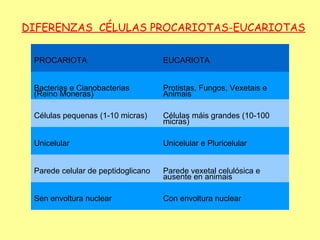 DIFERENZAS CÉLULAS PROCARIOTAS-EUCARIOTAS

 PROCARIOTA                         EUCARIOTA


 Bacterias e Cianobacterias         Protistas, Fungos, Vexetais e
 (Reino Moneras)                    Animais

 éܱs pequenas (1-10 micras)     éܱs máis grandes (10-100
                                    micras)

 Unicelular                         Unicelular e Pluricelular


 Parede celular de peptidoglicano   Parede vexetal celulósica e
                                    ausente en animais

 Sen envoltura nuclear              Con envoltura nuclear
 