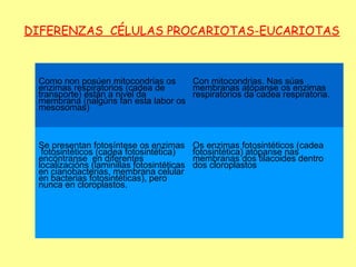 DIFERENZAS CÉLULAS PROCARIOTAS-EUCARIOTAS



 Como non posúen mitocondrias os     Con mitocondrias. Nas súas
 enzimas respiratorios (cadea de     membranas atópanse os enzimas
 transporte) están a nivel da        respiratorios da cadea respiratoria.
 membrana (nalgúns fan esta labor os
 mesosomas)



 Se presentan fotosíntese os enzimas        Os enzimas fotosintéticos (cadea
  fotosintéticos (cadea fotosintética)      fotosintética) atópanse nas
 encóntranse en diferentes                  membranas dos tilacoides dentro
 localizacións (laminillas fotosintéticas   dos cloroplastos
 en cianobacterias, membrana celular
 en bacterias fotosintéticas), pero
 nunca en cloroplastos.
 