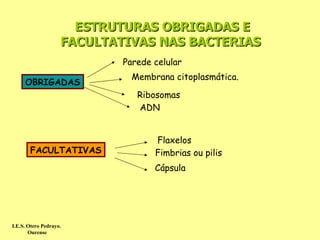 ESTRUTURAS OBRIGADAS E
                    FACULTATIVAS NAS BACTERIAS
                            Parede celular
                              Membrana citoplasmática.
     OBRIGADAS
                               Ribosomas
                               ADN


                                   Flaxelos
       FACULTATIVAS                Fimbrias ou pilis
                                   Cápsula




I.E.S. Otero Pedrayo.
       Ourense
 
