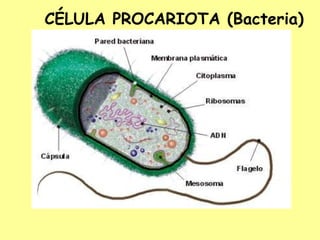 CÉLULA PROCARIOTA (Bacteria)
 