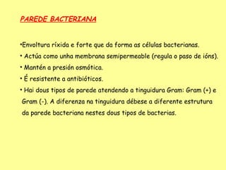 PAREDE BACTERIANA


Envoltura ríxida e forte que da forma as células bacterianas.





    Actúa como unha membrana semipermeable (regula o paso de ións).

    Mantén a presión osmótica.

    É resistente a antibióticos.

    Hai dous tipos de parede atendendo a tinguidura Gram: Gram (+) e
Gram (-). A diferenza na tinguidura débese a diferente estrutura
da parede bacteriana nestes dous tipos de bacterias.
 