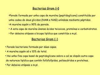 Bacterias Gram (+)
                                           (-)

     
      Parede formada por unha capa de mureína (peptidoglicano) constituída por
     unha cadea de dous glicidos (NAM e NAG) uníndose mediante péptidos.
     
      A mureína supón o 90% da parede.
     
         A esta capa de mureína únense ácidos teicoicos, proteínas e carbohidratos.
     
         Por debaixo atópase a bicapa lipídica que constitúe a m.pl.

                           Bacterias Gram (-)


    Parede bacteriana formada por dúas capas.

    A mureína supón só o 10% do total.

    Hai unha fina capa basal de peptidoglicano sobre a cal se dispón outra capa
de natureza lipídica que contén fofsfolípidos, polisacáridos e proteínas.

    Por debaixo atópase a m.pl.
 